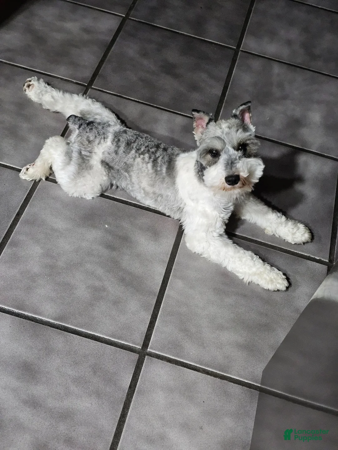 Miniature Schnauzer dogs for sale: Miniature Schnauzer 4 - Ad 6