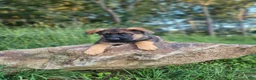 German Shepherd dogs for sale:  Thora - Ad 9