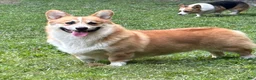 Welsh Corgi Pembroke dogs for sale: Gino (Blue Collar) - Ad 13