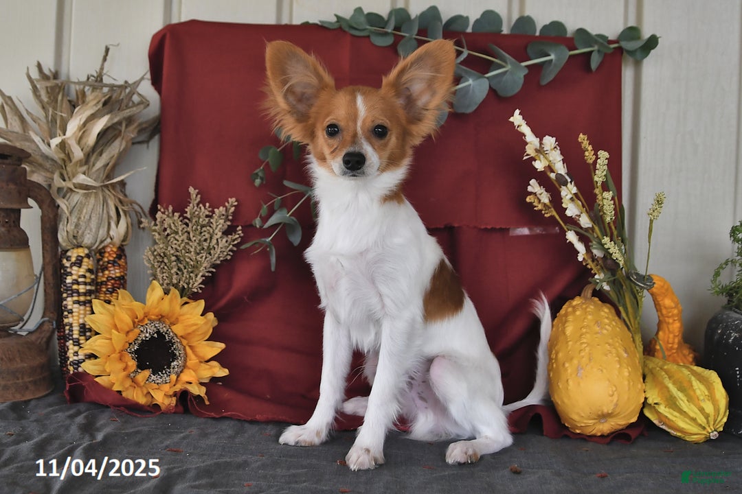 Papillon dogs for sale: Bailey - Ad 1