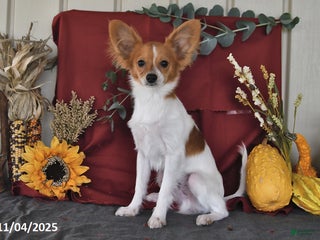 Papillon dogs Bailey - Ad 7