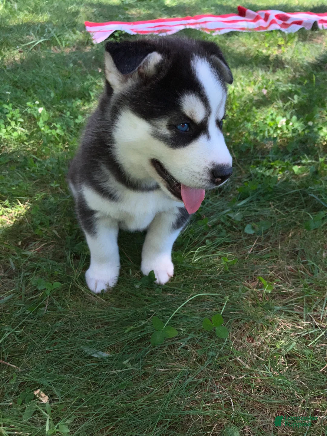 Siberian Husky dogs for sale: Peanut 🥜  - Ad 2