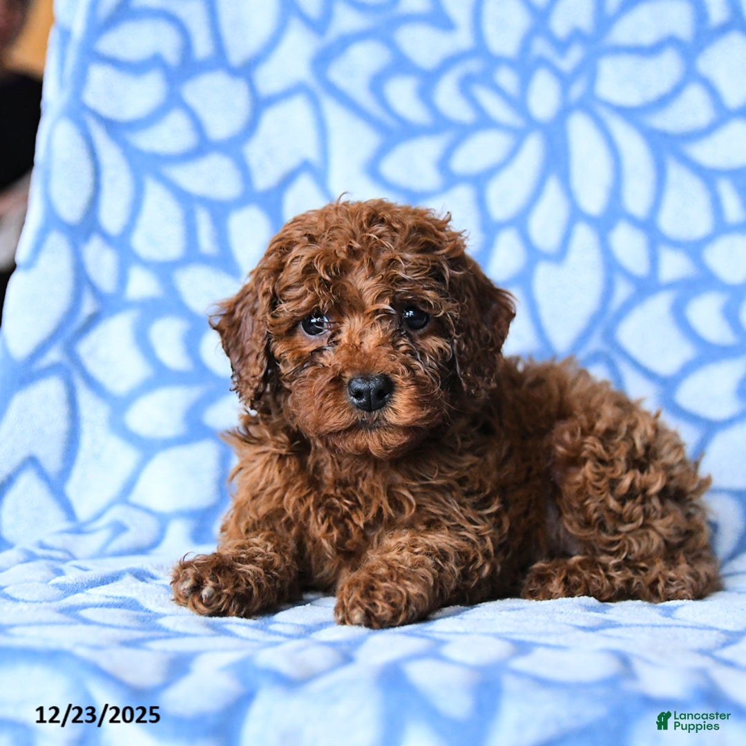 Mini Goldendoodle dogs for sale: Cocoa - Ad 2