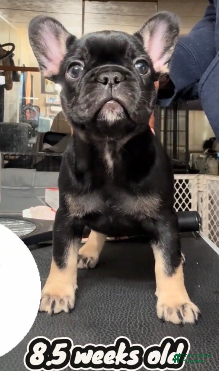 French Bulldog dogs for sale: French Bulldog 2 - Ad 1