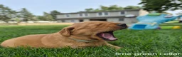 Golden Retriever dogs for sale: Cooper (Lime Green Collar) - Ad 1
