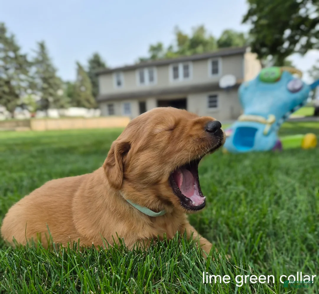 Golden Retriever dogs for sale: Cooper (Lime Green Collar) - Ad 1
