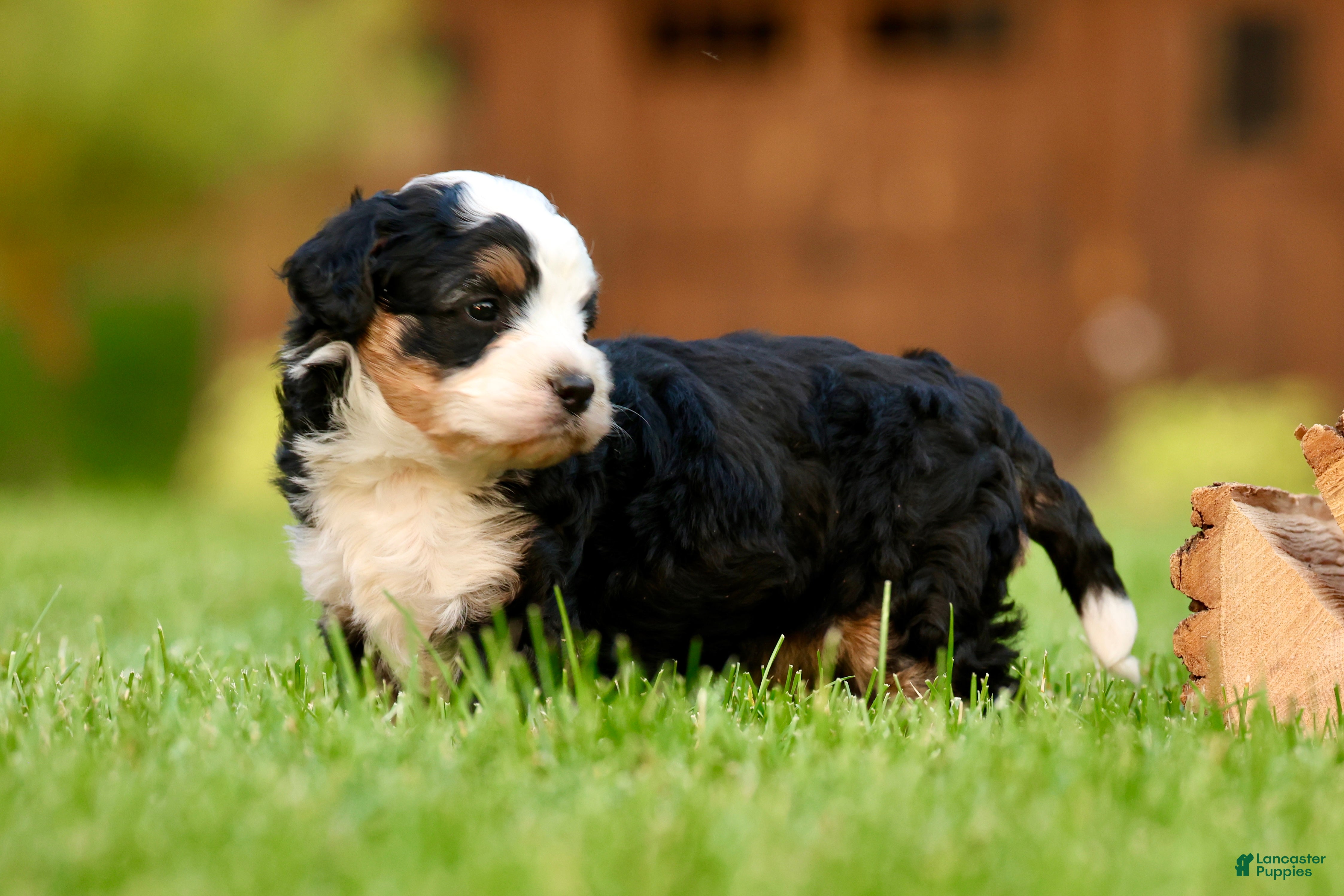 Mini Bernedoodle dogs Max - Ad 2