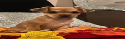 Mixed Breed dogs for sale: Mixed Breed 2 - Ad 3