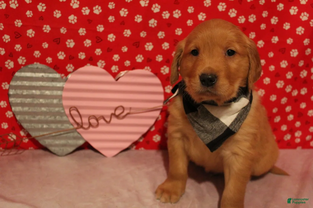 Golden Retriever dogs for sale: Finn - Ad 3