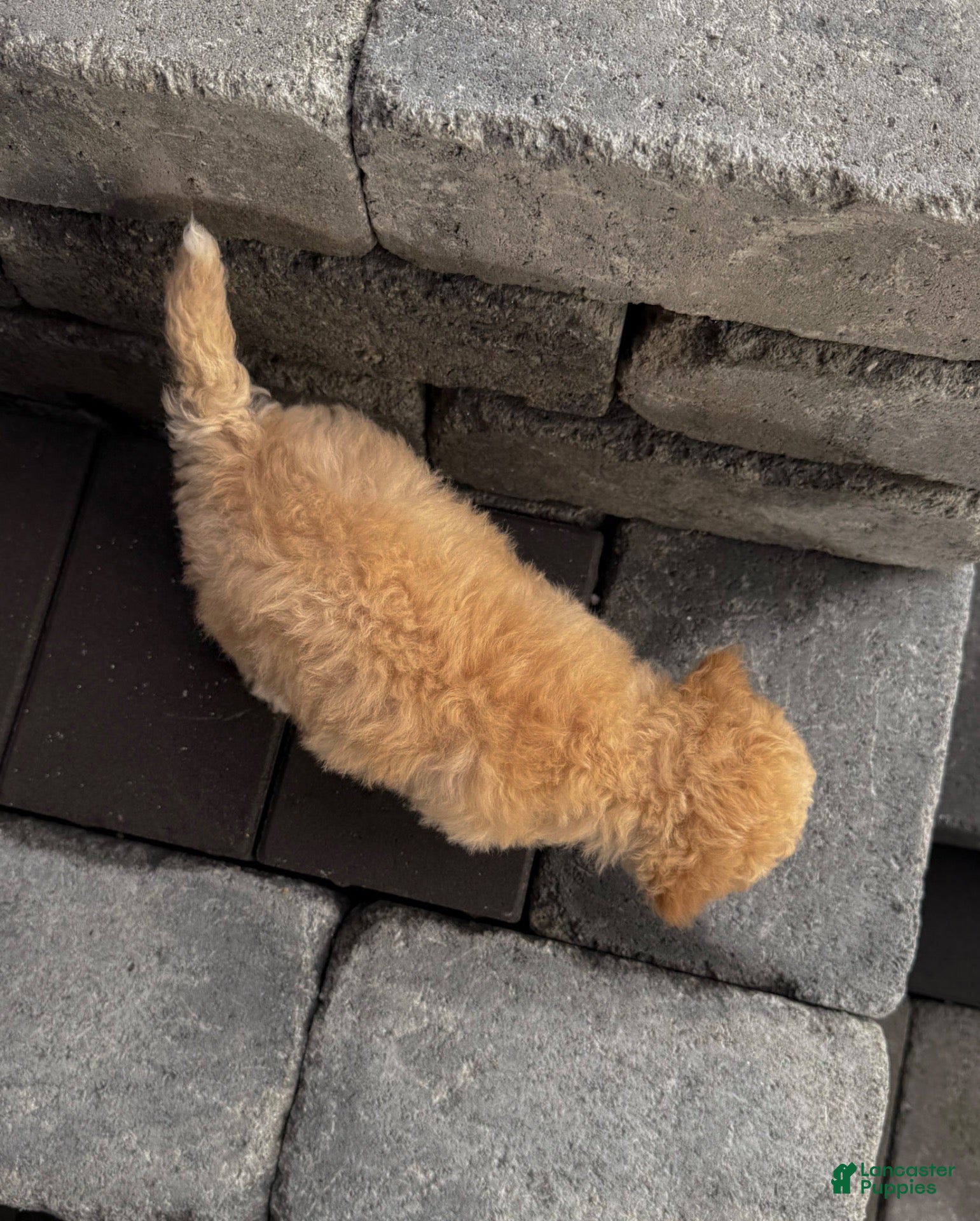 Bichpoo dogs Rainy - Ad 2