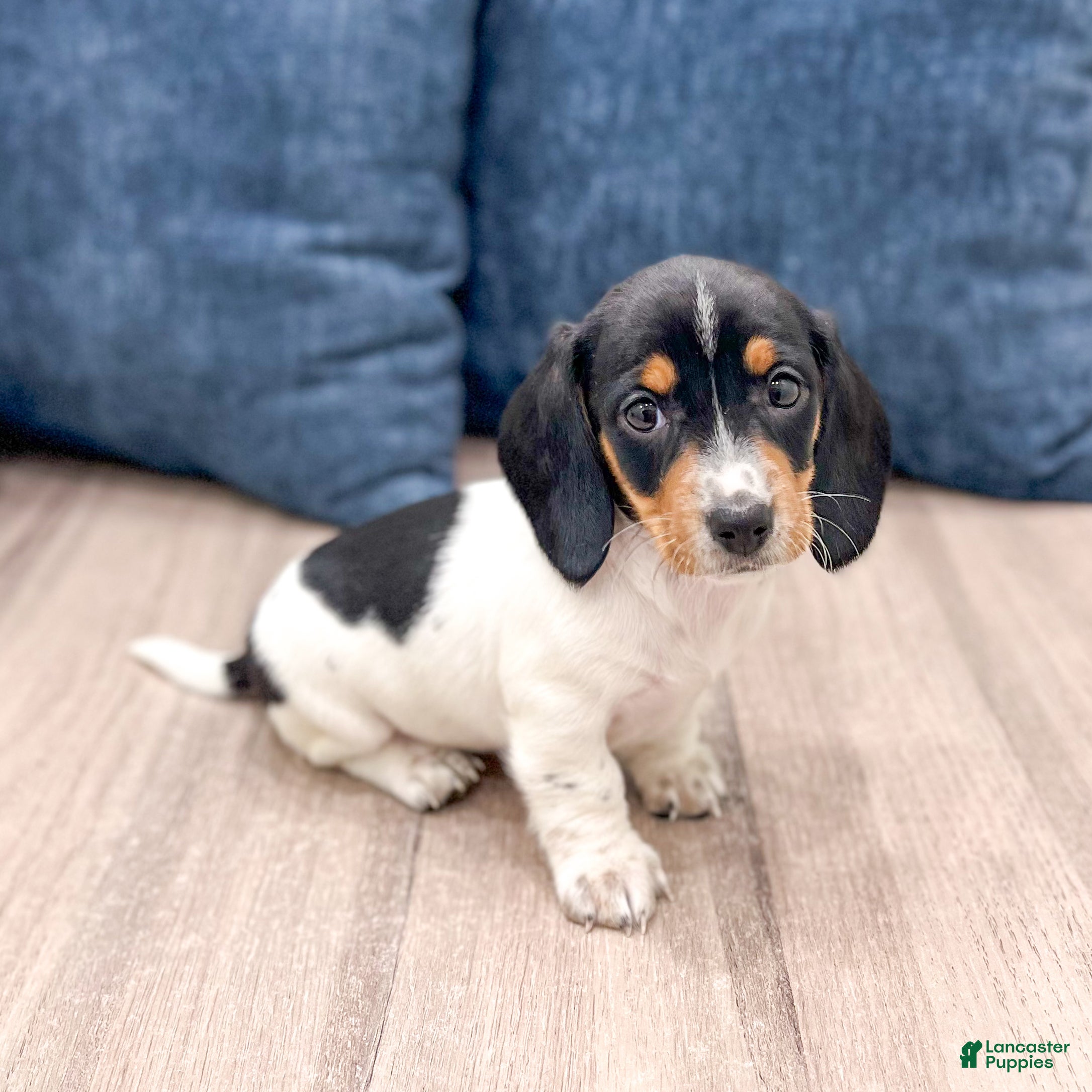 Miniature Dachshund dogs Bella - Ad 14