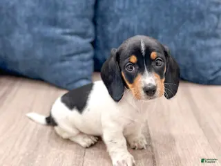 Miniature Dachshund dogs Bella - Ad 35