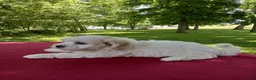 Teddy Bear dogs for sale: Rambo - Ad 3