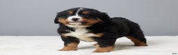Bernese Mountain Dog dogs for sale: Franky - Ad 3