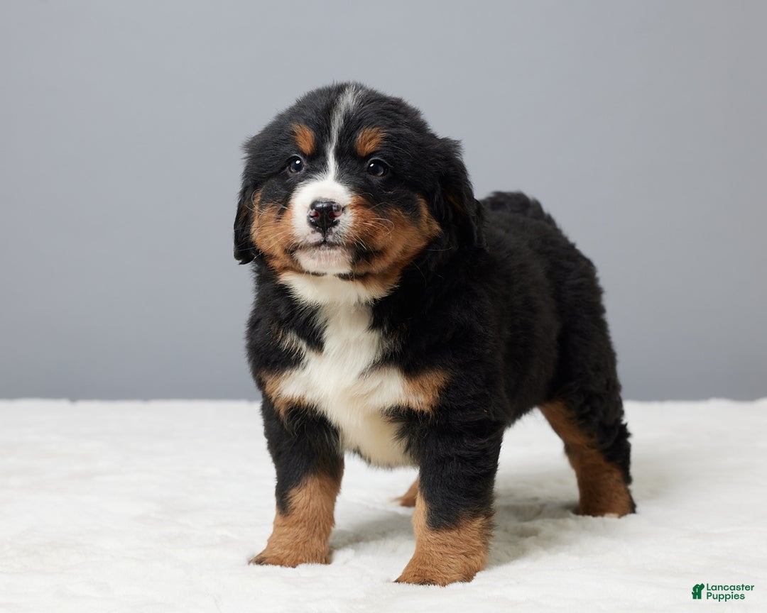 Bernese Mountain Dog dogs for sale: Franky - Ad 3