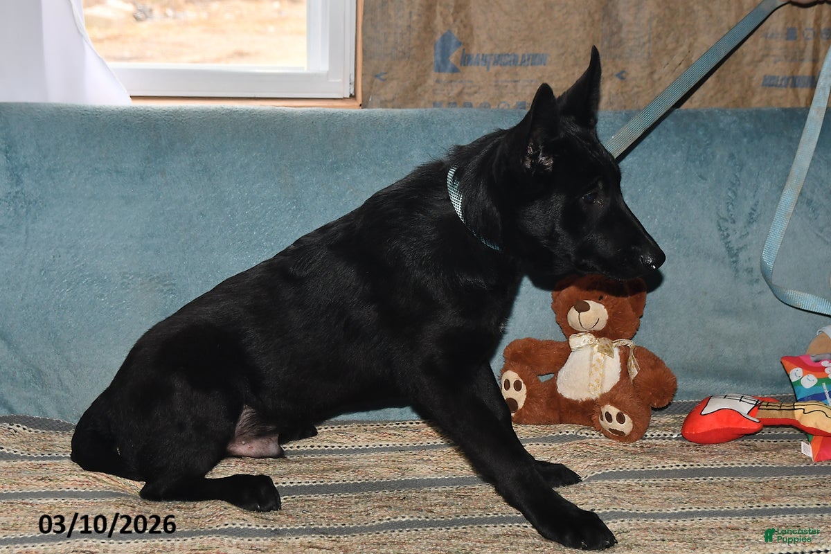 Belgian Malinois dogs Zeus - Ad 2
