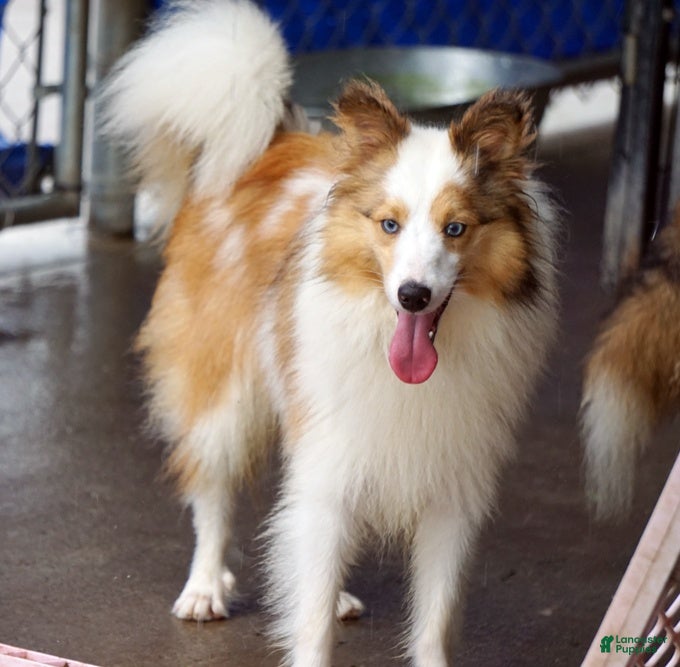 Shetland Sheepdog dogs for sale: NEMO-ADULT MALE - Ad 1