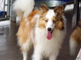 Shetland Sheepdog dogs NEMO-ADULT MALE - Ad 35
