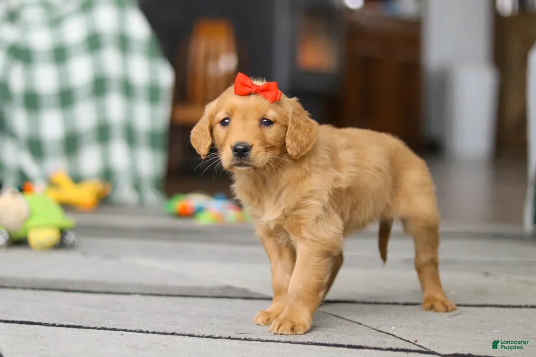 Golden Retriever dogs for sale: Cozy - Ad 3