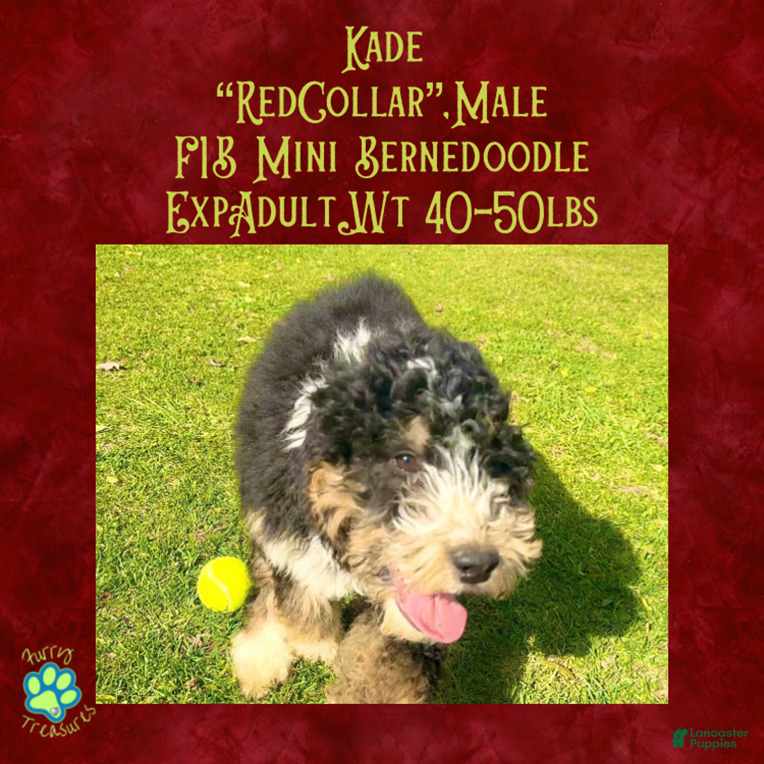 Mini Bernedoodle dogs for sale: Kade “Red Collar” Male - Ad 6