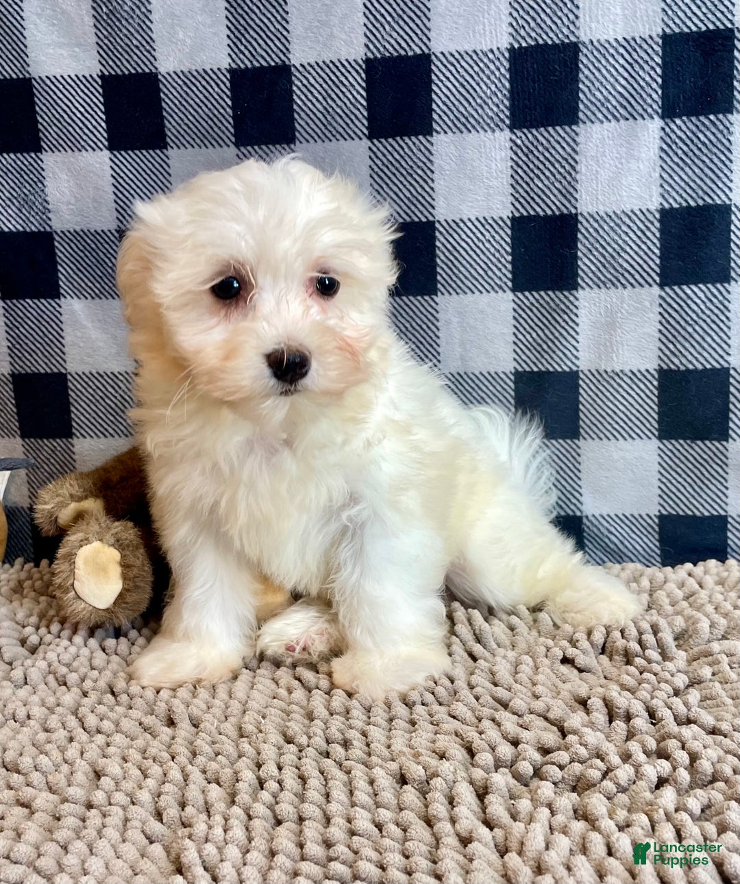 Mixed Breed dogs for sale: Sissy - Ad 2