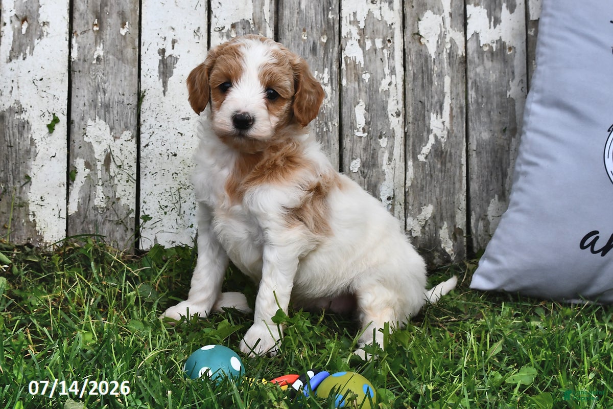 Goldendoodle dogs Sally - Ad 1