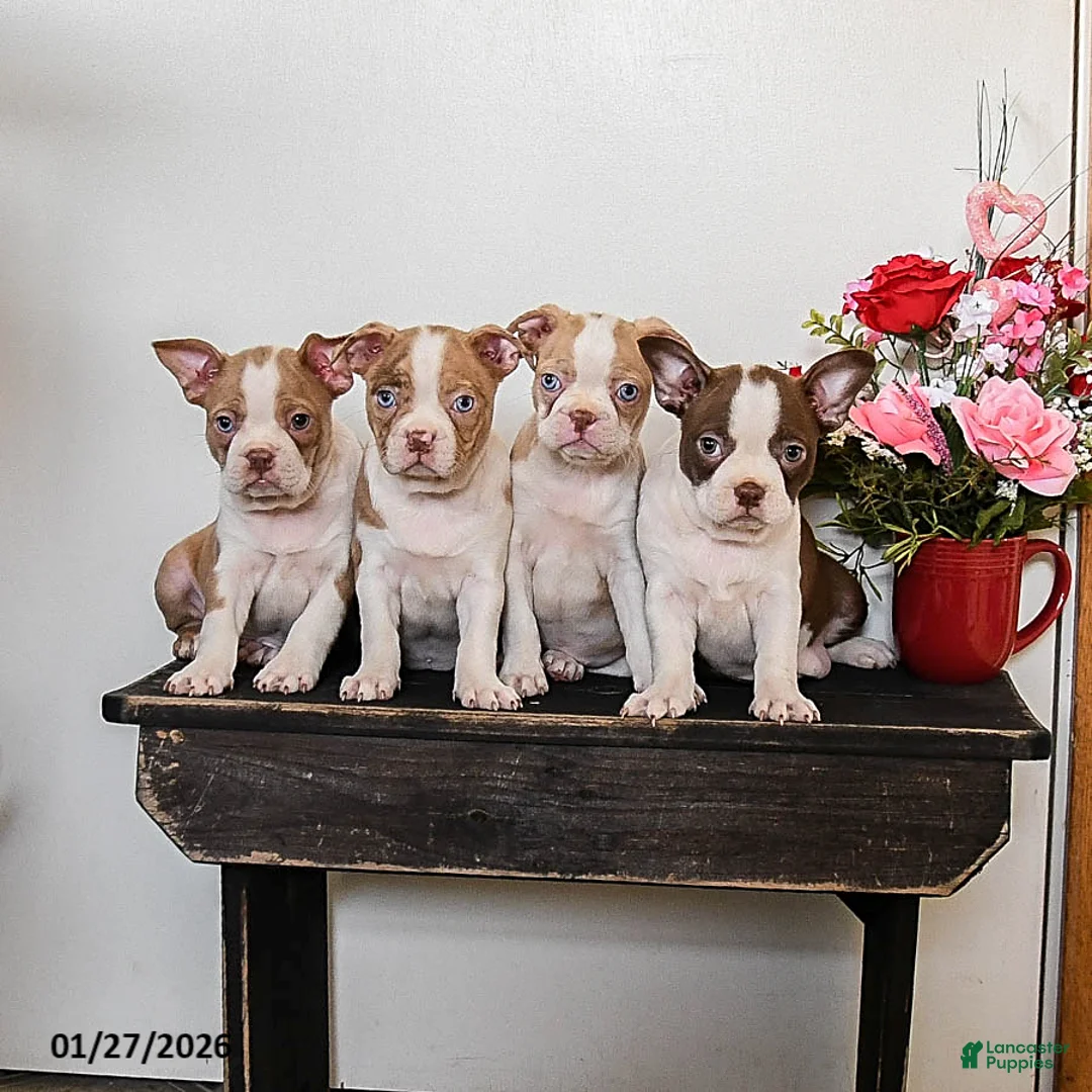Boston Terrier dogs for sale: Coffee - Ad 3