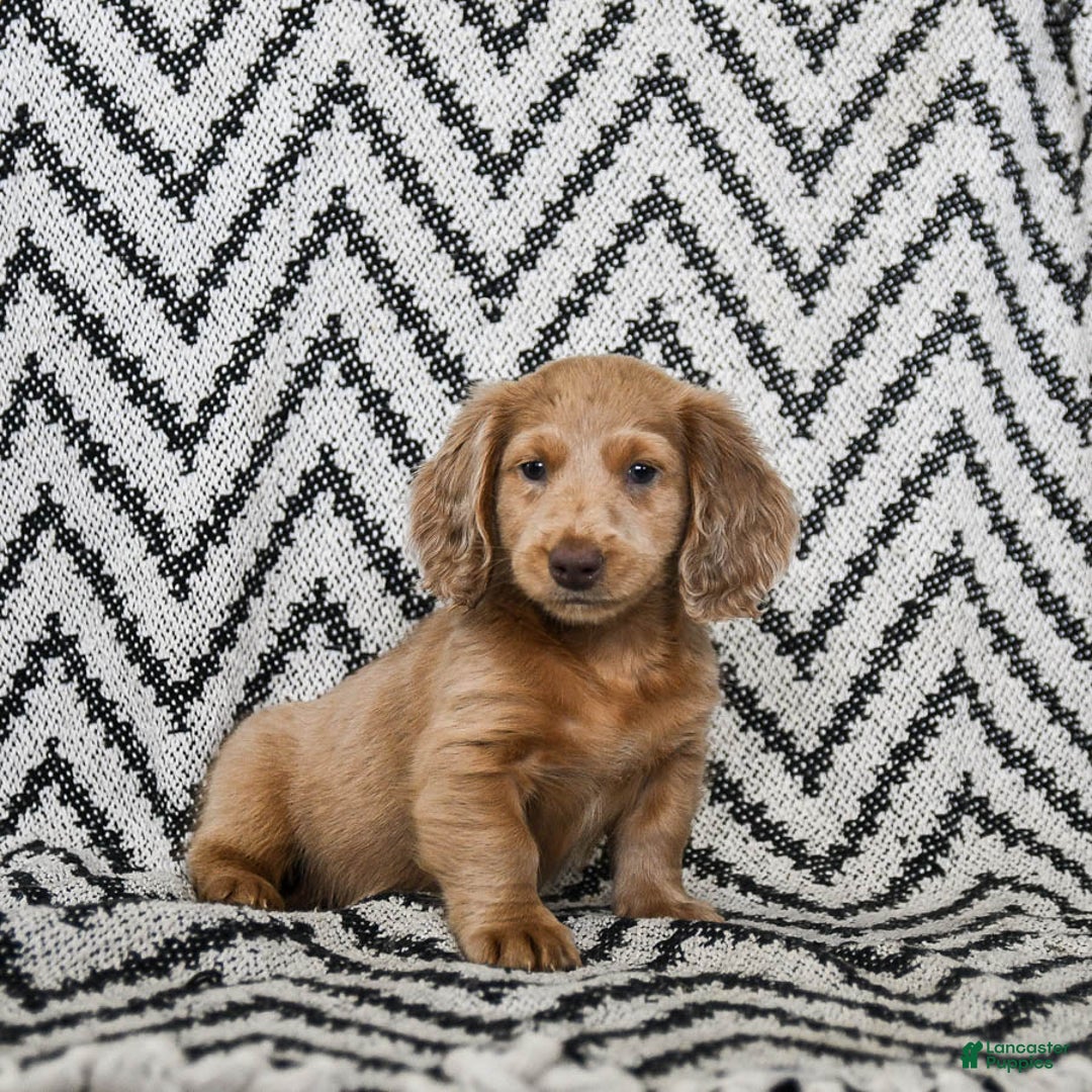 Miniature Dachshund dogs for sale: Ziggy - Ad 4