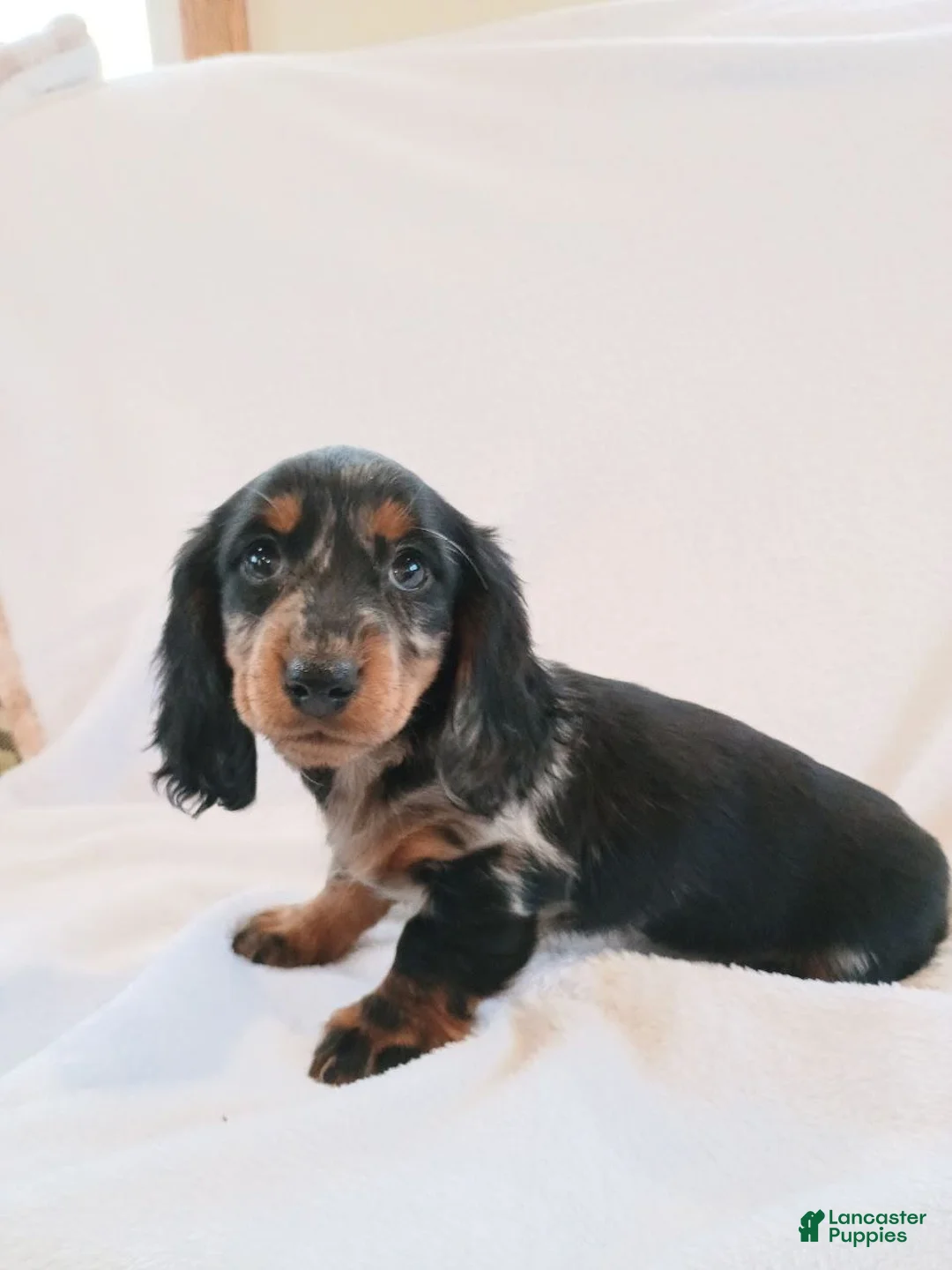 Miniature Dachshund dogs for sale: Cindy - Ad 7