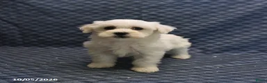 Tiny