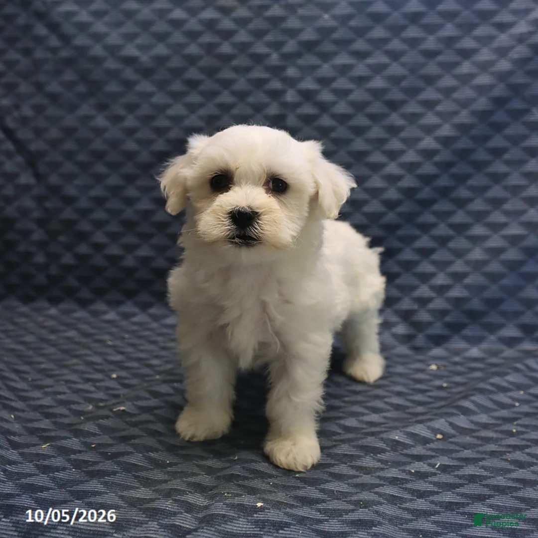 Mixed Breed dogs for sale: Tiny - Ad 1