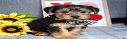 Yorkshire Terrier dogs for sale: Hank  - Ad 6