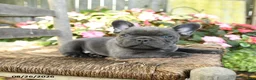 French Bulldog dogs for sale: Ka Choo - Ad 4
