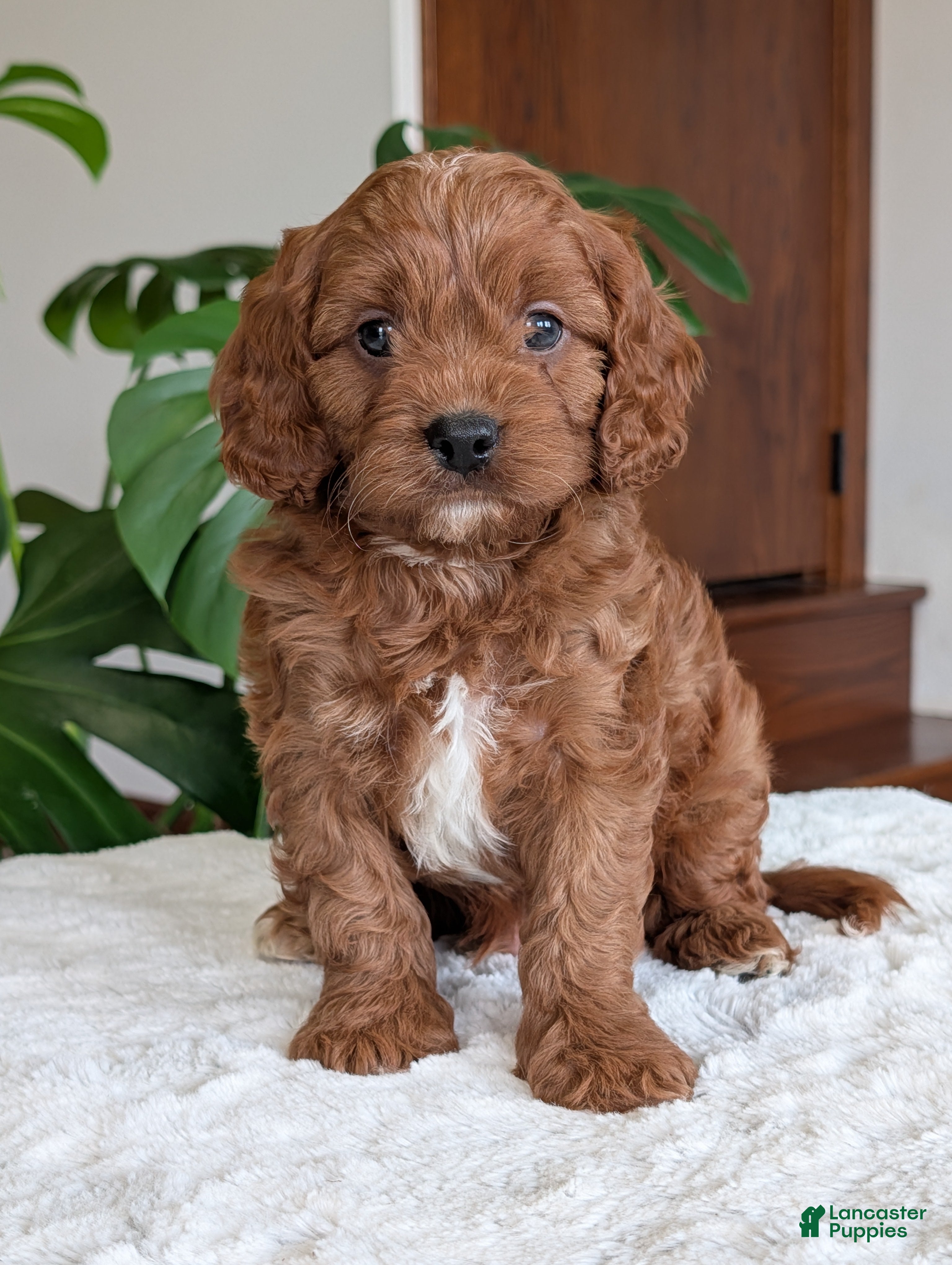 Cavapoo dogs Jake - Ad 2
