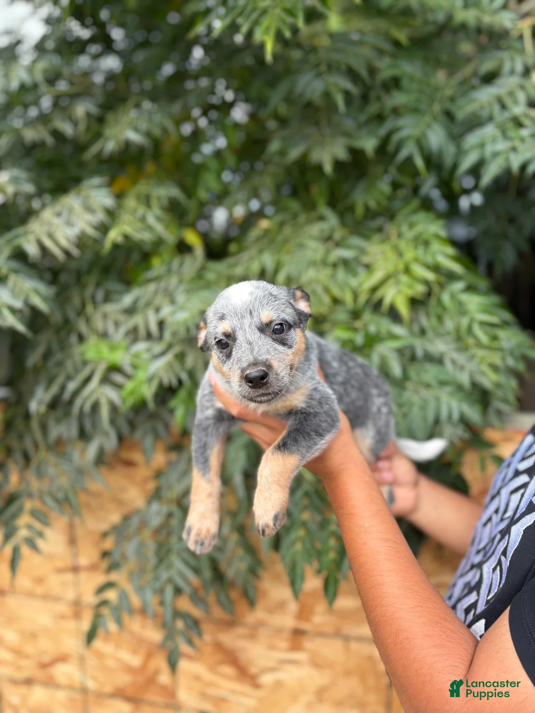 Australian Cattle Dog dogs for sale: Australian Cattle Dog 5 - Ad 1