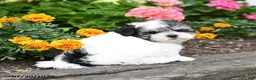 Morkie dogs for sale: Murray - Ad 5