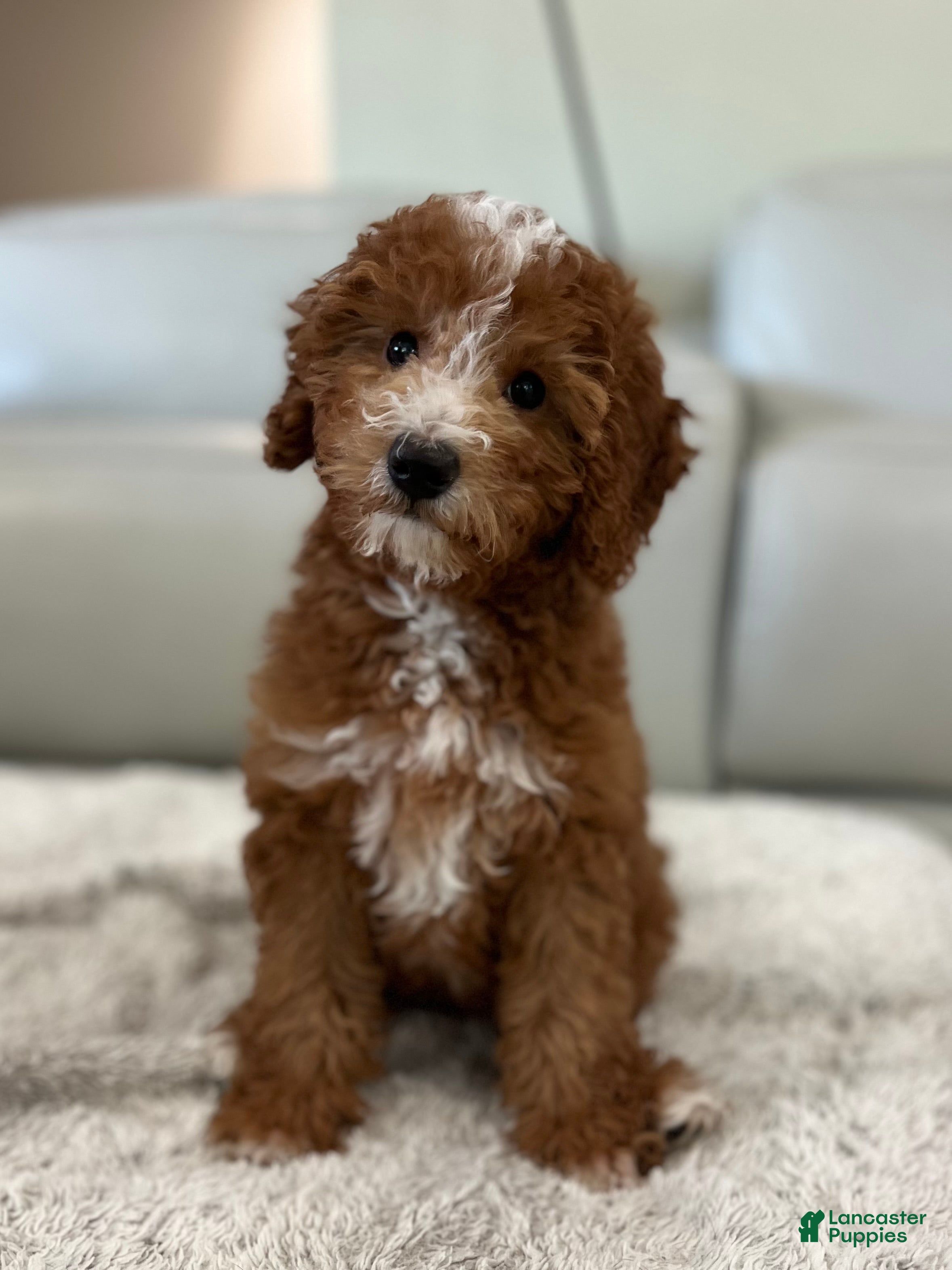 Mini Goldendoodle dogs Mini Goldendoodle Puppy 1 - Ad 1