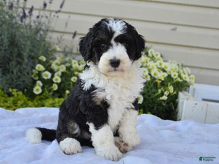 Mixed Breed dogs - Ad 39