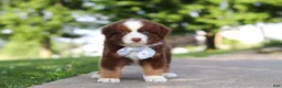 Miniature Australian Shepherd dogs for sale: Rowdy - Ad 3