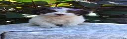 Havanese dogs for sale: Oreo - Ad 3