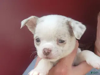Chihuahua dogs SPECTRE - Ad 18