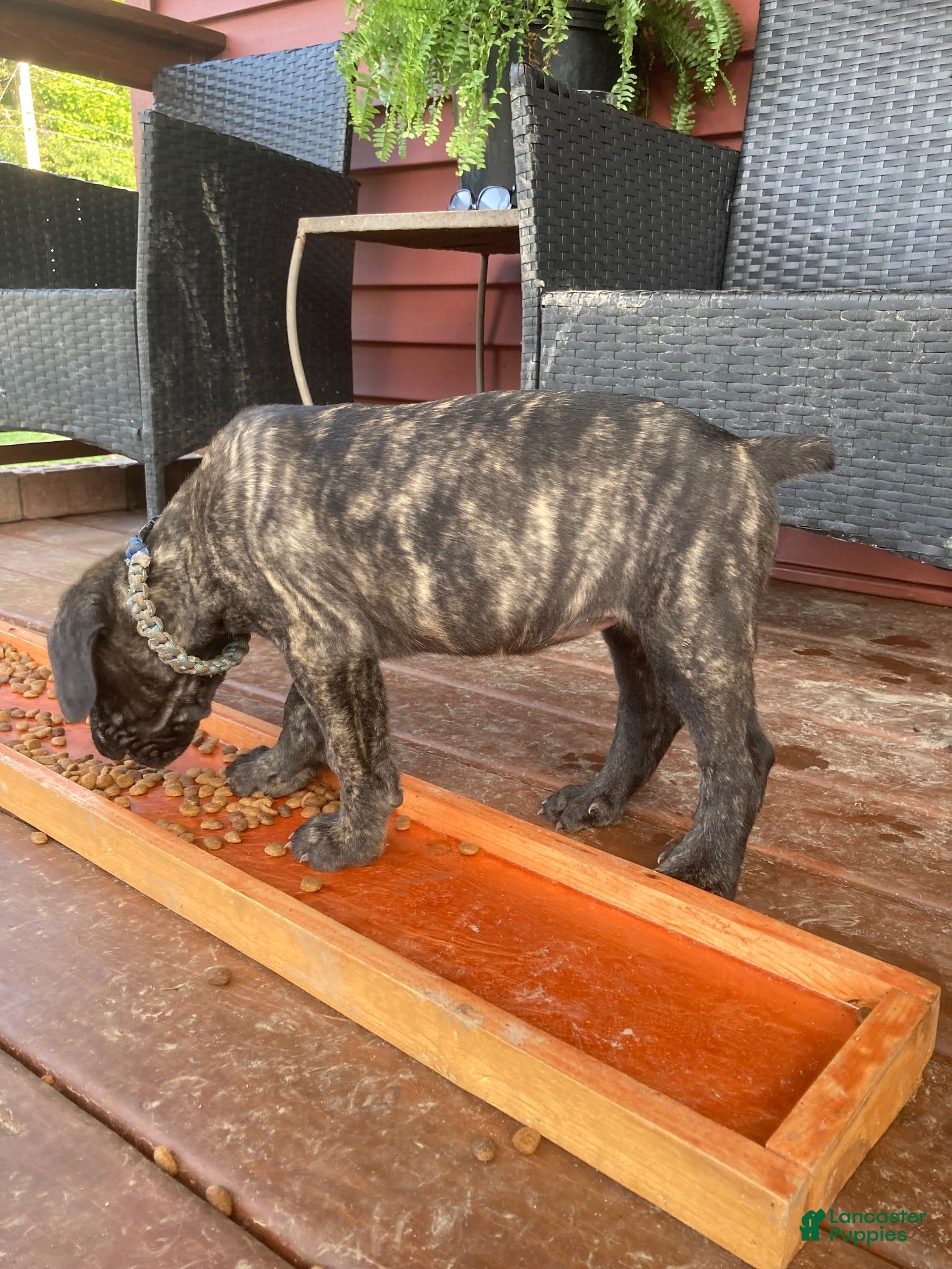 Cane Corso dogs Cane Corso 4 - Ad 1