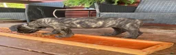 Cane Corso dogs for sale: Cane Corso 4 - Ad 1