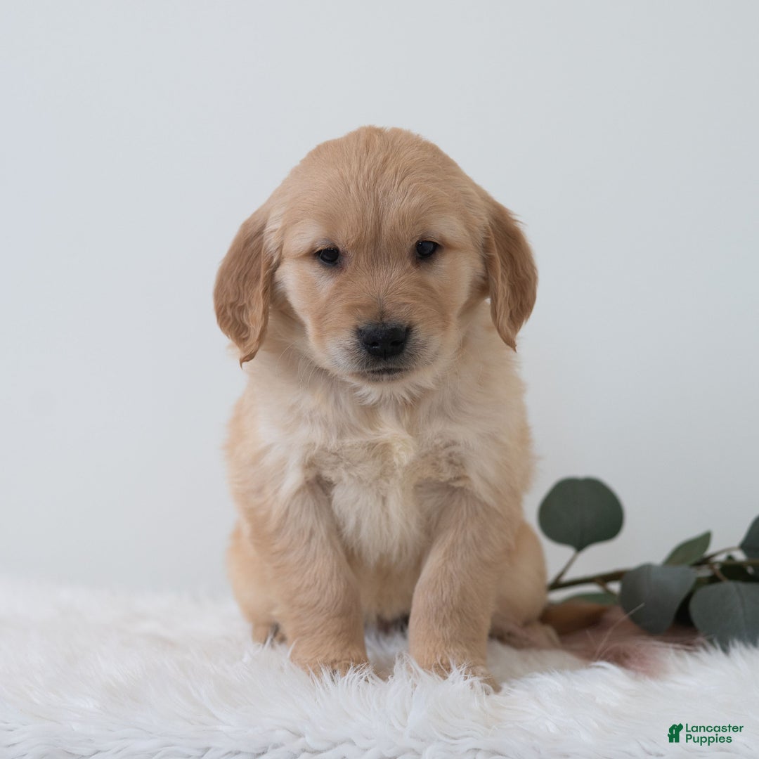 Golden Retriever dogs for sale: Snoopy - Ad 4
