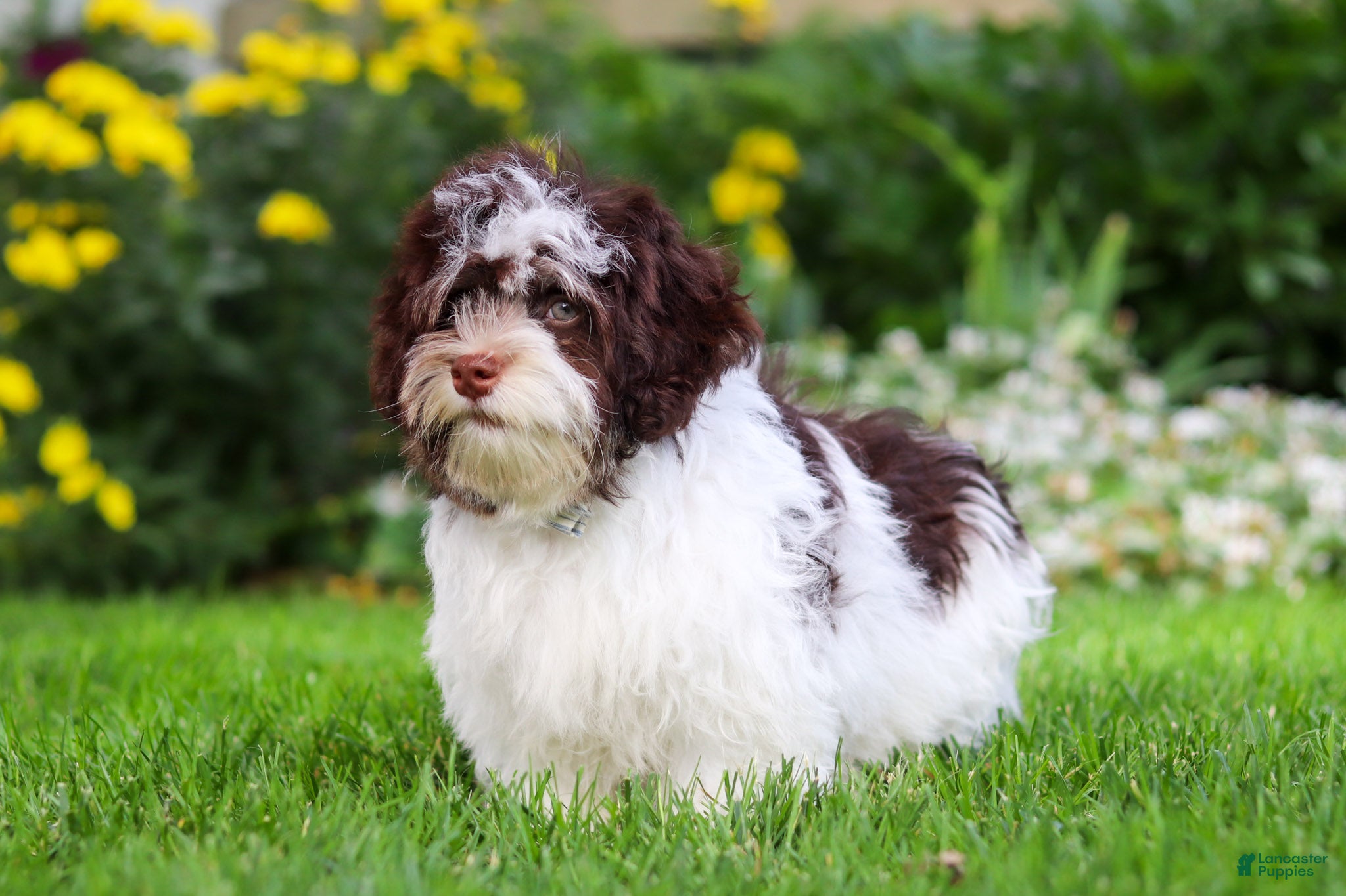 Havanese dogs Brady - Ad 1