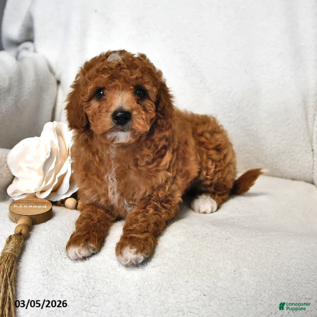 Mini Goldendoodle dogs for sale: Jasmine - Ad 2