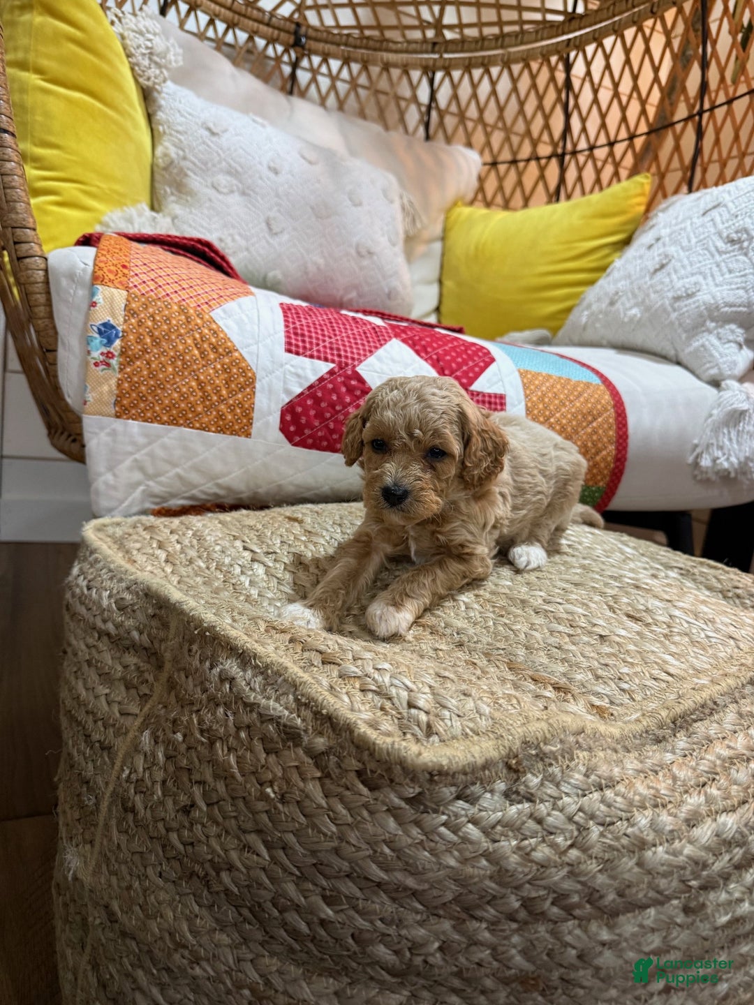 Cavapoo dogs for sale: Charlie - Ad 4