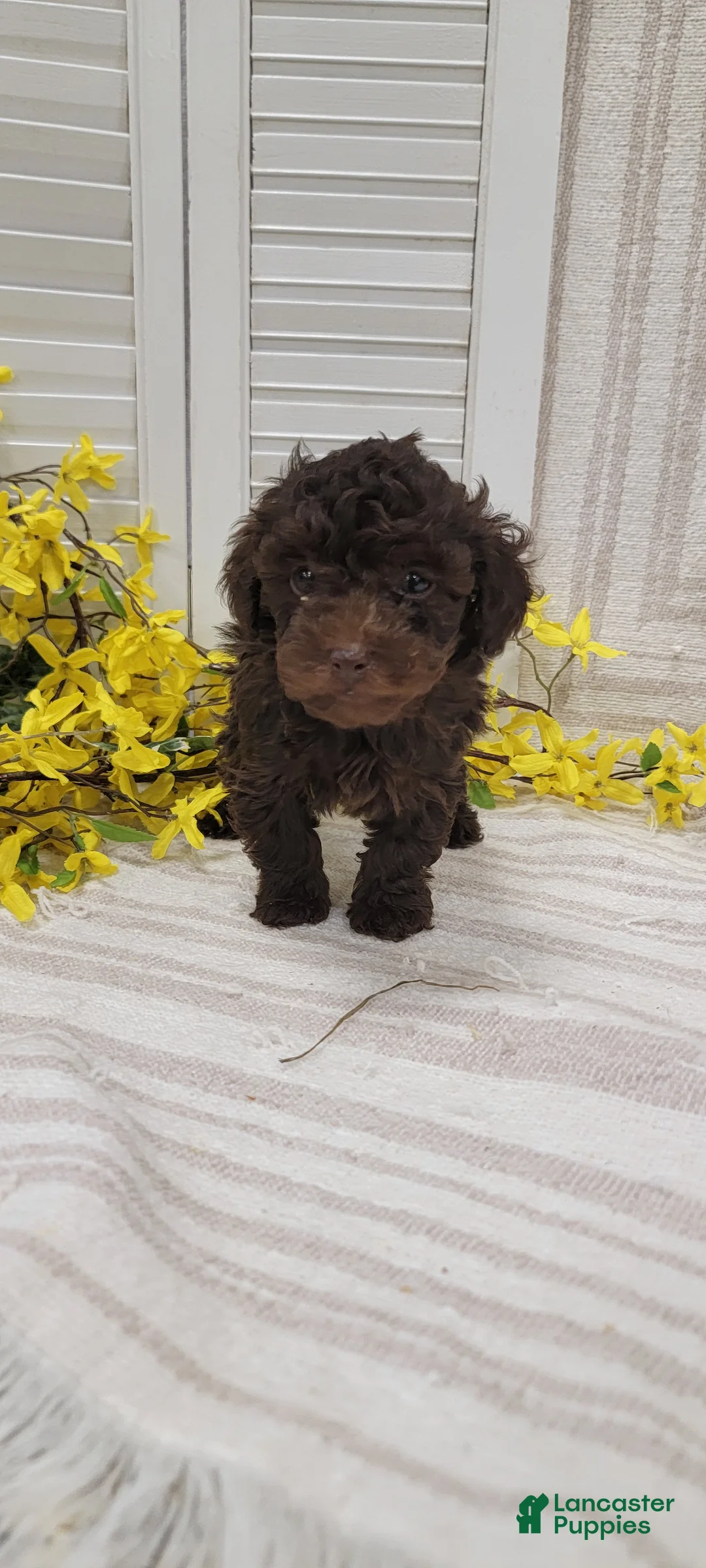 Toy Poodle dogs for sale: Ryder - Ad 5