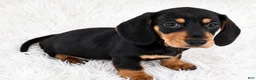 Miniature Dachshund dogs for sale: Maple  - Ad 5