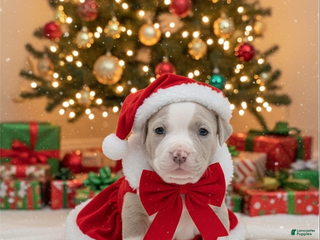 American Bully dogs for sale: Milli - Ad 1